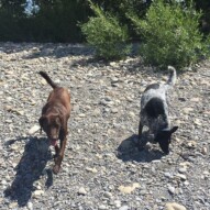 Bruce & Vin #calgarydogwalker #packwalksyyc