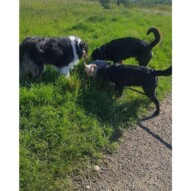 Storm, Pepsi, ruby & Nero #yycdogwalking