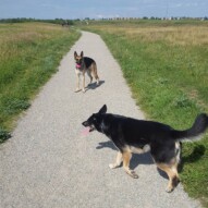 Teela & Bailey #yycdogwalking