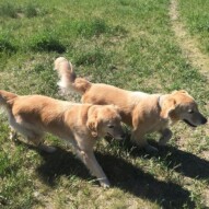 Brother & Sister: Guinness & Bebe #yycpackwalks #dogwalkingcalgary