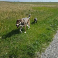 Samson and molly #yycdogwalking