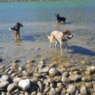 Oliver, Teela & Samson #yycdogwalking