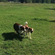 Brothers: Wallace & Waylon #yycdogwakers #packwalksyyc