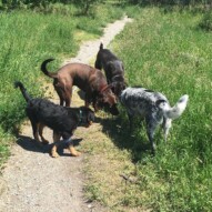 Piper, Bruce, Baxter & Vin #yycdogs #packwalkscalgary