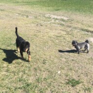 Baxter and Sophie #allbreedsallsizes #packwalkscalgary #dogwalksyyc