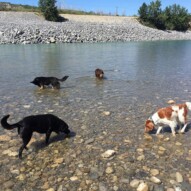 Buddy, Wallace, Teela and Waylon #packwalkscalgary #dogwalkingcalgary