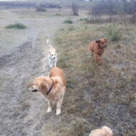 Bebe, Jazz & River #yycpackwalks #calgarydoglife