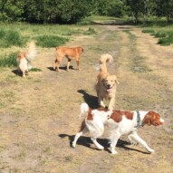 Morning pack #yycdogs #calgarydogwalks