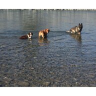 Waylon, River & Gander #calgarydogwalkers #yycdogs