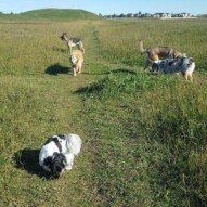 Ace, Bailey, finnigan, Samson & Quinn #yycdogwalking