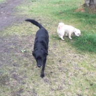 Buddy & Mr.Baxter #yycdogs