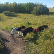 Boomer, Cao & Teela #yycdogwalking
