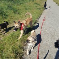 Molly, Briggs, piper, Teela & Teddy #yycdogwalking