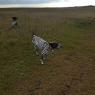Boomer, knute & Fozzy #yycdogwalking