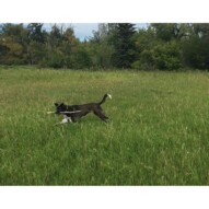 Action shot: Piper with her stick #yycdogwalkers