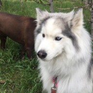 Pretty girl, Kona #allbreedsallsizes #yycdogwalkers