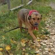 Welcome to the pack Navi !!!! #yycdogwalking