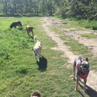 Sarge, Jazz, River and Piper #calgarydogwalkers