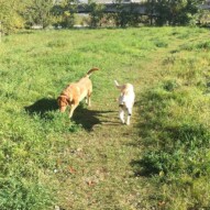 Molly & Jazz #yycdogwalkers