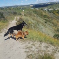 Wiley & Teela #yycdogwalking