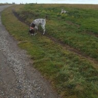 Knute & Teddy #yycdogwalking