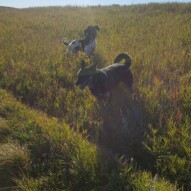 Boomer & Teela #yycdogwalking