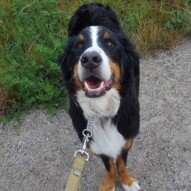 Nelson #yycdogwalking