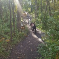 Finnigan, boomer & Cao #yycdogwalking #packwalksyyc