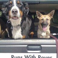 Nelson & Briggs #yycdogwalking