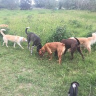 Something smells good!!! #calgarydogwalkers #yycpackwalks #yycdogwalkers