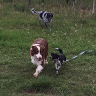 Waylon, Molly & Vin #allbreedsallsizes #calgarydogwalkers #yycdogwalkers