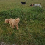 Fozzy, knute & Teela #yycdogwalking #packwalks