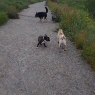 Paco, molly, piper & Teela #yycdogwalking