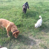 Molly, Mr.Baxter & Gander #yycdogwalkers #calgarydogwalkers