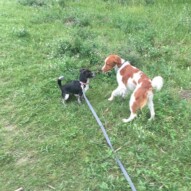 Molly & Wallace #allbreedsallsizes #dogwalkingyyc #calgarydogwalkers