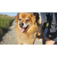 Max #yycdogwalking #packwalks