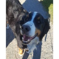 Nelson #yycdogwalking