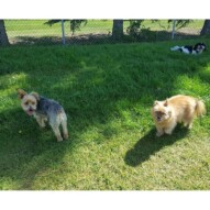 Ace, ruby & Oliver #yycdogwalking