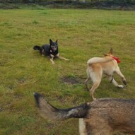 Briggs & Teela #yycdogwalking