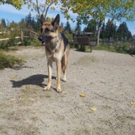 Bailey #yycdogwalking