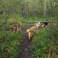 Samson, Bailey, Quinn &Finnigan #yycdogwalking #packwalks