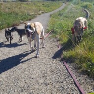 Paco, molly, sniper & Briggs #yycdogwalking