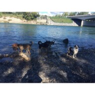 Nikki & Gillian's packs #calgarydogwalkers #packwalkscalgary #yycdogs