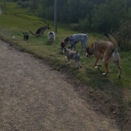 Morning Pack walk! #yycdogwalking #packwalks