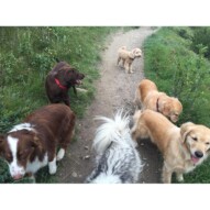 Morning pack #yycdogwalkers #packwalkscalgary