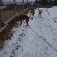 Herbie, Bailey, Briggs #yycdogwalking #packwalks