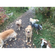 Morning pack #dogwalkingcalgary #yycdogwalkers