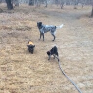 Vin, Sophie & Molly #allbreedsallsizes #yycdogwalkers