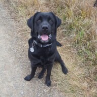 Pepsi #yyc #dogwalking