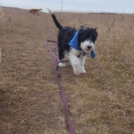 Welcome to the pack Maggie!!!! #yyc #puppy #packwalks #dogwalking
